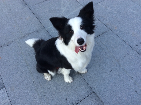 边牧这种狗到底有多聪明,边牧的智商真的有6-8岁那么高吗