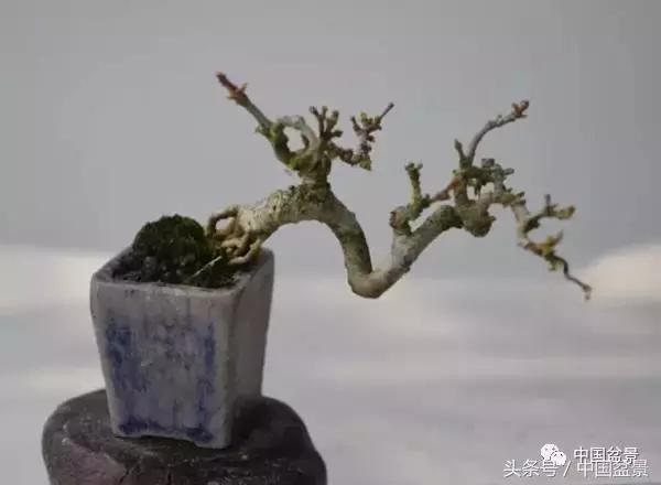 盆景知识与交流,养花知识大全小盆景