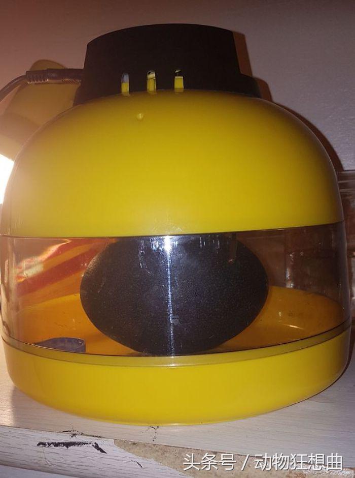 女孩买回一只鸡蛋,女子买3箱鸡蛋出一只小鸡