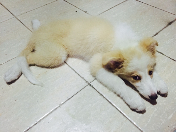 边牧这种狗到底有多聪明,边牧的智商真的有6-8岁那么高吗