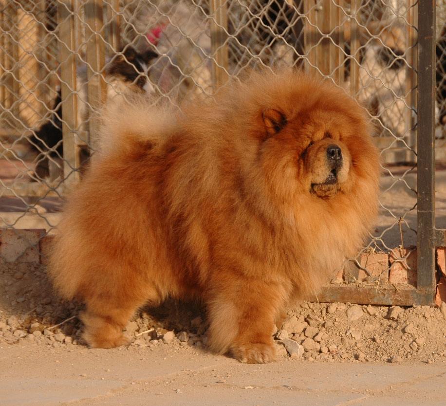 狗狗最不容易掉毛的是哪个品种,狗狗掉毛排行榜