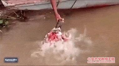 爆笑虫子和螳螂,螳螂昆虫搞笑视频