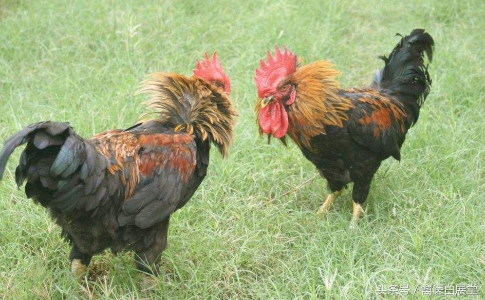 养鸡不产蛋怎么办,养鸡产蛋达不到的高峰