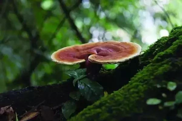 刘虎岐:想种植中草药来赚钱?这些知识点你得先了解!