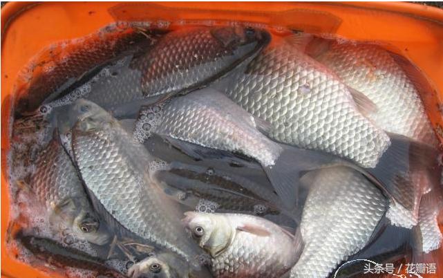 钓鱼鸡肝饵料的做法,鸡肝钓鱼绝招大全