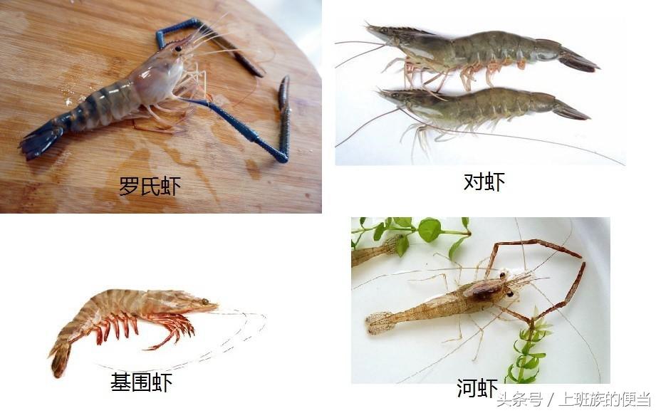 罗氏虾与澳洲小龙虾的区别,罗氏虾和基围虾区别哪个好