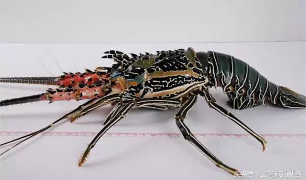 罗氏虾和明虾基围虾图片对比,如何分辨罗氏虾明虾