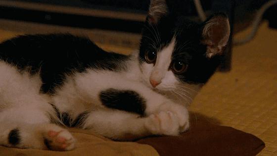 这些猫狗男女都爱看