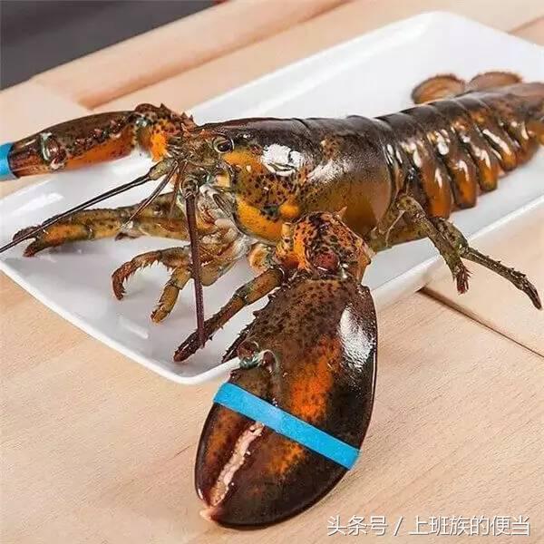 12种常见虾图解大全,给你科普一下虾的种类