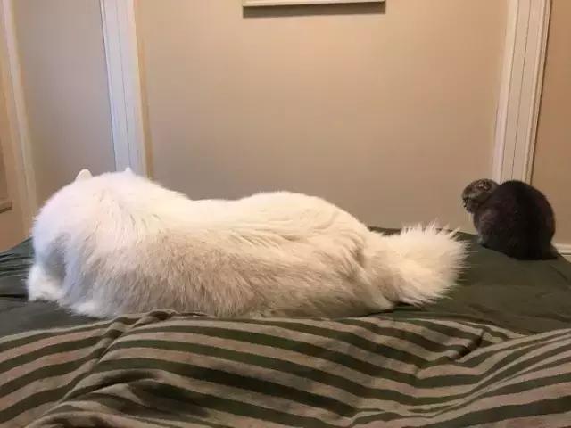 萌宠动物图鉴,萌宠萌图第591期