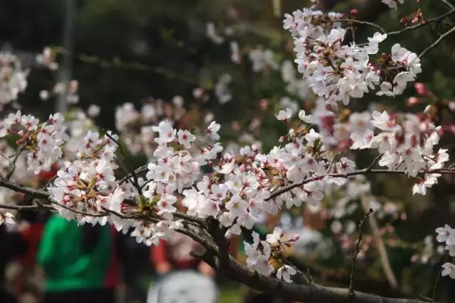 上海最长的樱花大道在哪里,上海樱花盛开的季节是几月