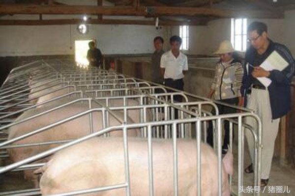 经产母猪喂养的正确方法,母猪管理技术视频教程