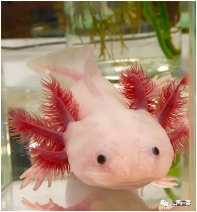 鬼吹灯从墓里盗出过什么,鬼吹灯的墓的凶险