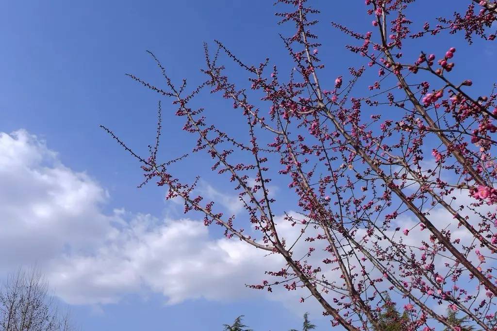 印象渭南：情寄雪梅