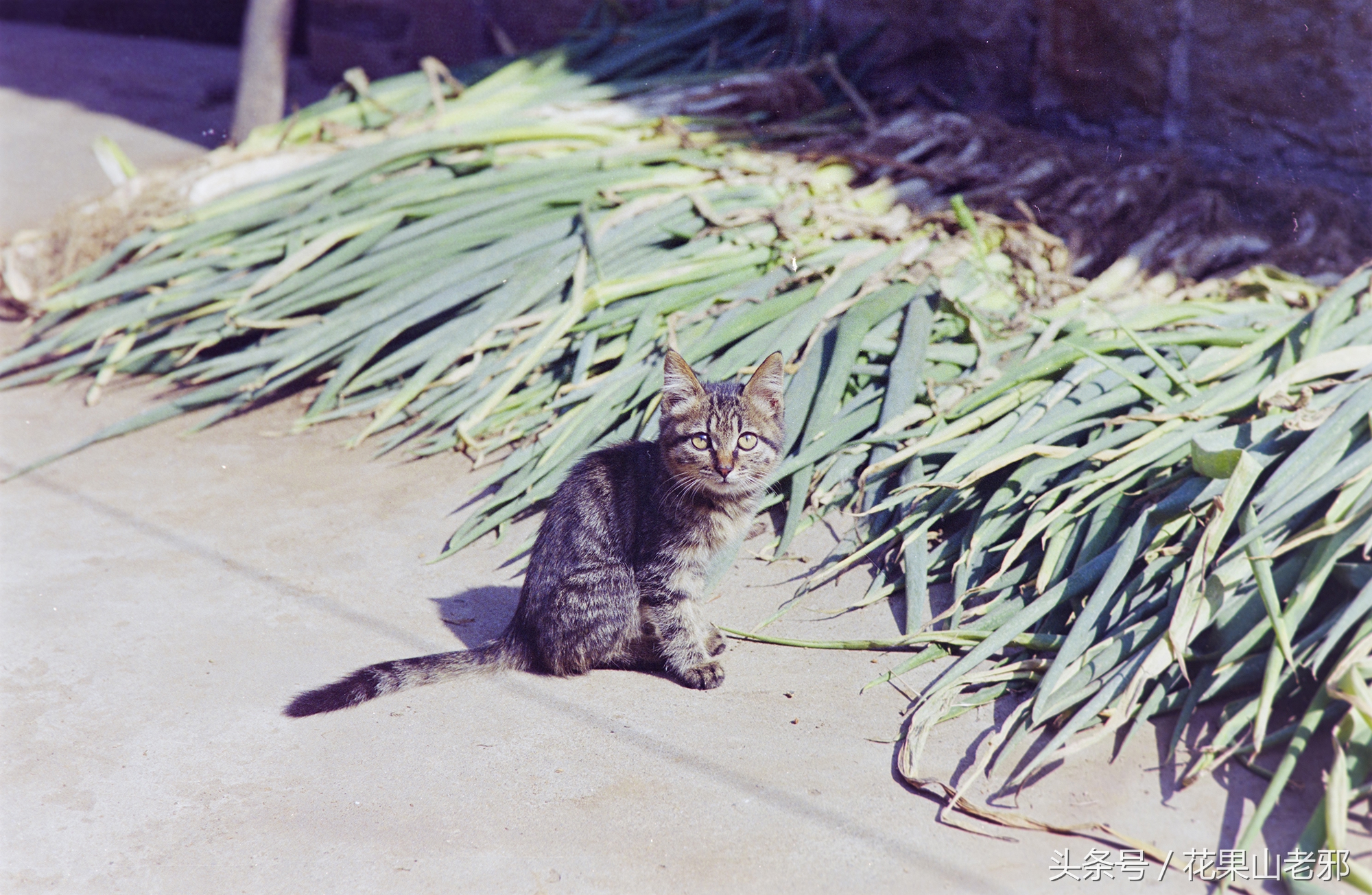 怎样用x光胶片翻拍人像底片,翻拍胶片底片如何处理