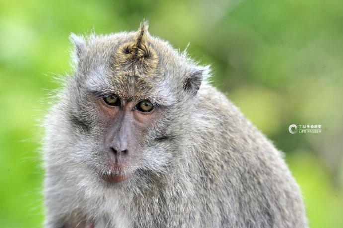 巴厘岛情人崖猴子,巴厘岛最美情人崖