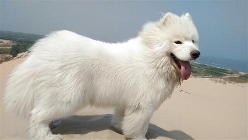 萨摩耶的便便为什么那么臭,萨摩耶拉的大便是金黄色的