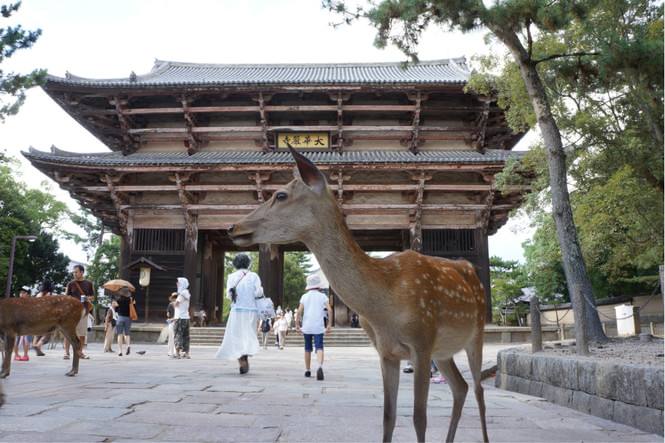 日本东大寺历史,日本奈良东大寺造型演变