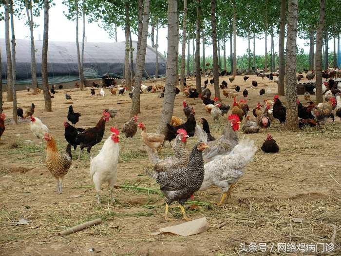 土鸡和散养鸡养殖有什么区别,土鸡种鸡怎么分公母