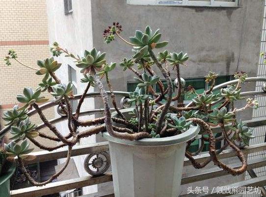 新手对多肉的忠告,多肉新手入门感受