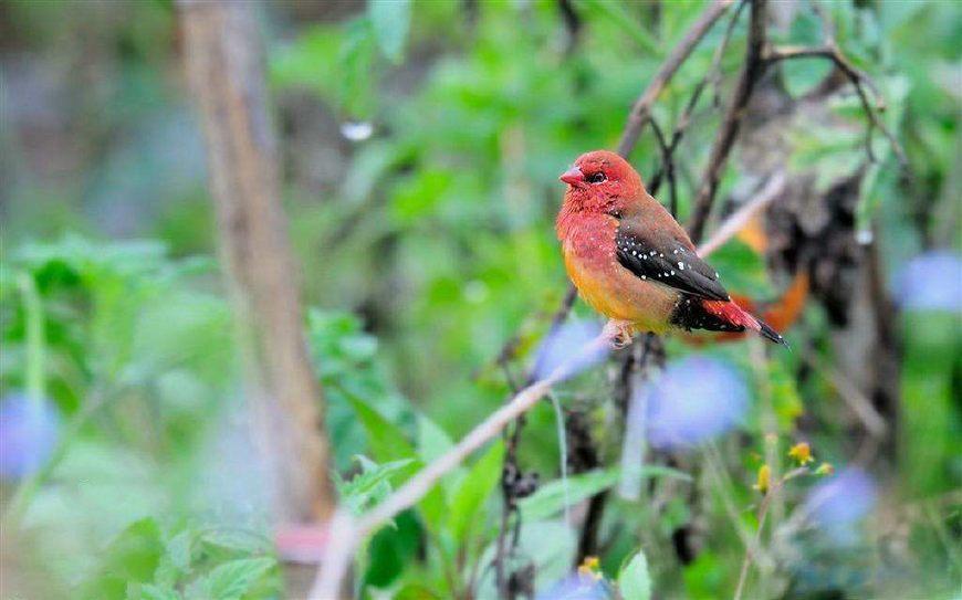 冯骥才老先生的《珍珠鸟》，关于吊兰养护，他这样说！