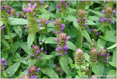 蒲公英夏枯草可治甲状腺结节,夏枯草治甲状腺结节的药方