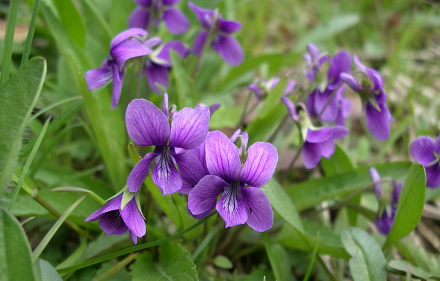 农村神奇蔬菜,农村一种神奇野草
