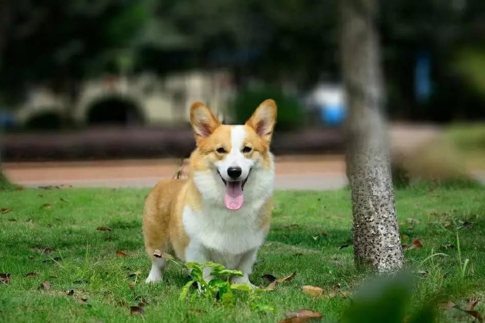 别总觉得柯基太贵了！这五大因素，决定了你看中的柯基犬价格