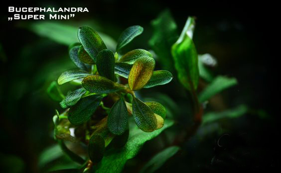 水族辣椒榕,水族朋友圈