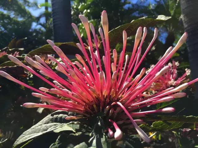 毛伊岛游记,毛伊岛太阳之屋