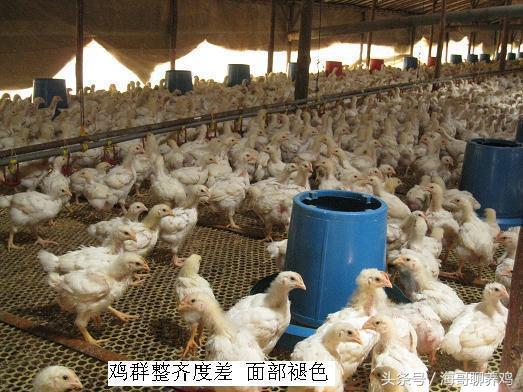 霉菌毒素对牛羊有什么危害,霉菌毒素超标对母猪有什么危害