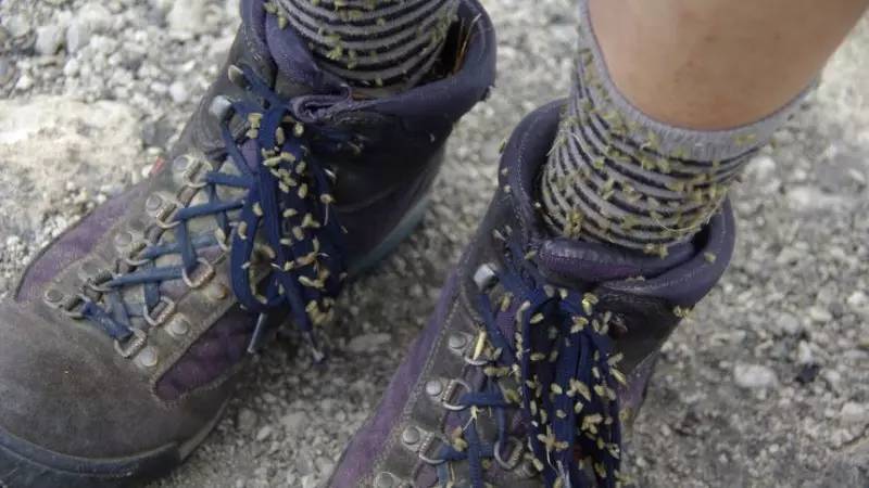 外来入侵给我们的警示,外来入侵的途径