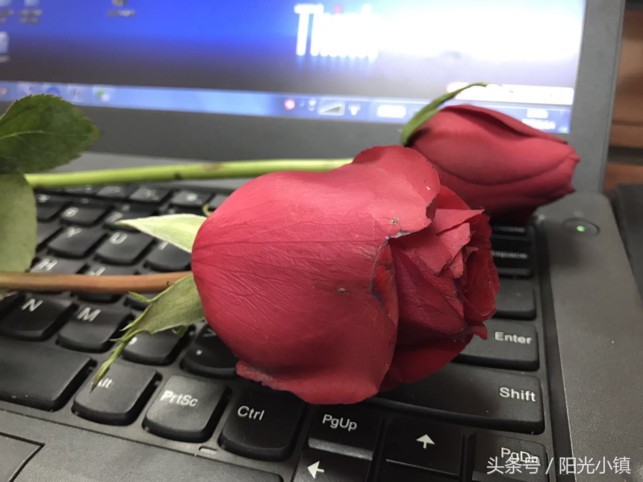 鎴戠殑鑹伴毦鏃ュ瓙,鎴戠殑鑹伴毦宀佹湀