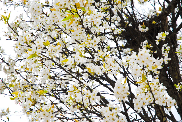 春季赏花图鉴大全,春季赏花游哪里好玩
