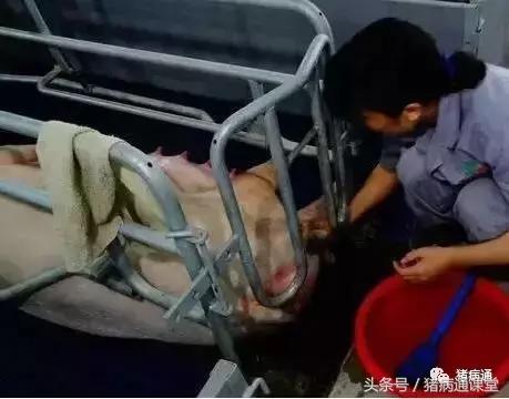 母猪产房十大问题,母猪护崽太过怎么办