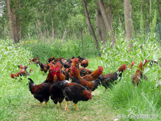 散养蛋鸡公母怎么搭配,散养鸡怎么搭配公母