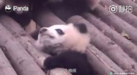 中国十大最火的外国网红,抖音百万网红姐弟抱大腿