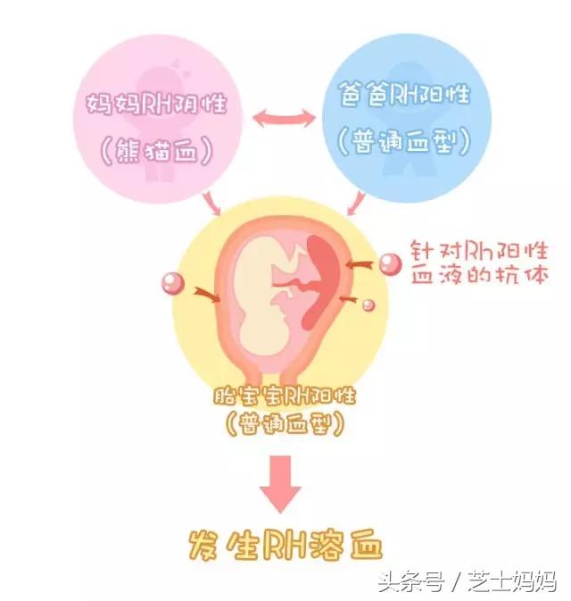 熊猫血生三胎妈妈的感言,熊猫血生娃的成功率高吗