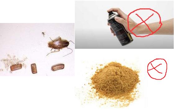 什么德国小蠊蟑螂药消灭最彻底,专杀德国小蠊的蟑螂药