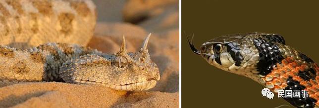 鬼吹灯从墓里盗出过什么,鬼吹灯的墓的凶险