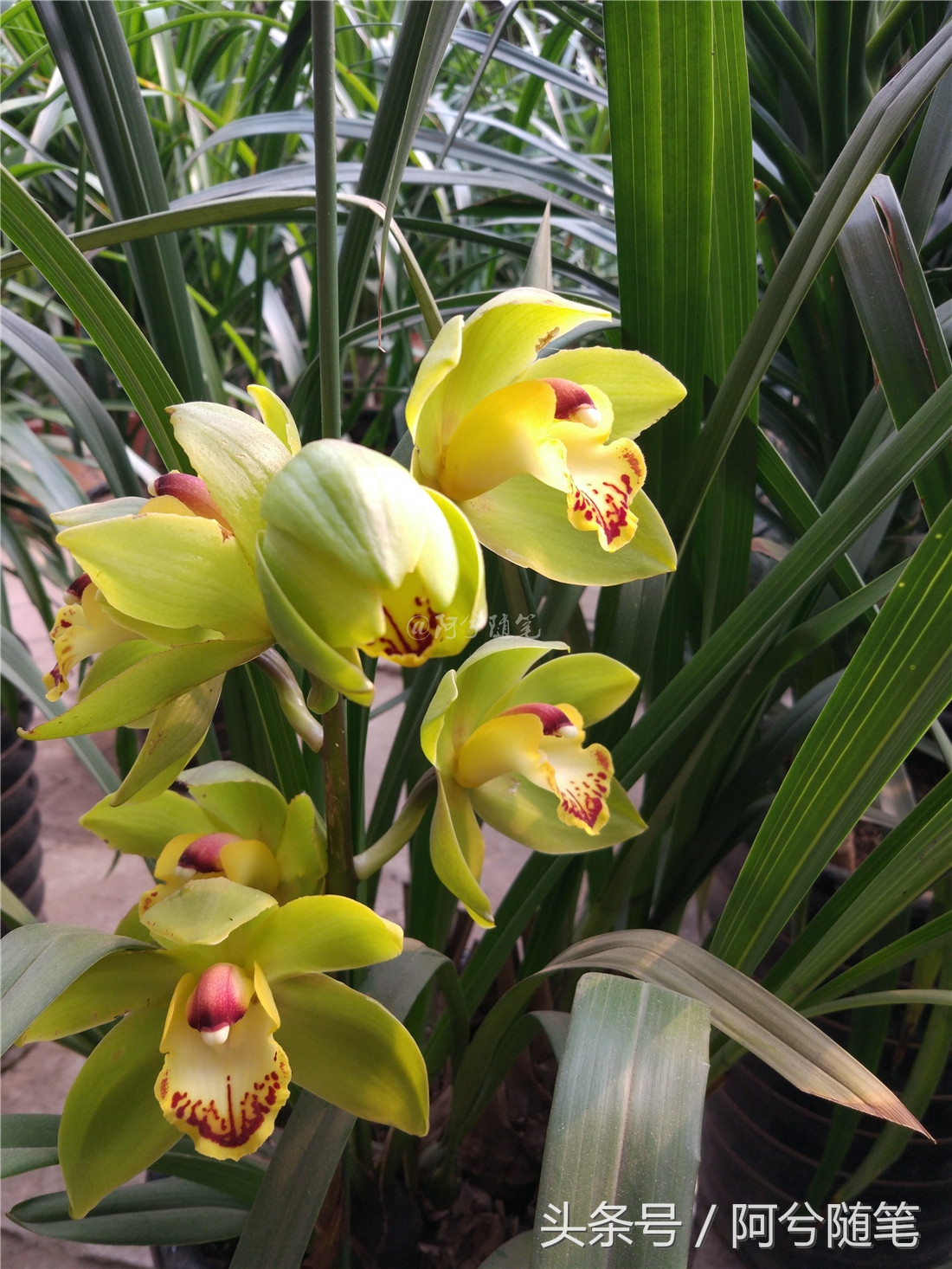 适合在农村创业的十大好项目推荐,5种适合农村人创业的小投入项目