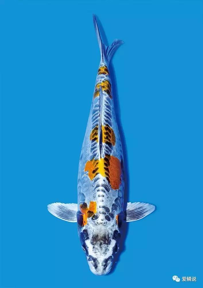 指环虫病中西疗法,你都会吗?