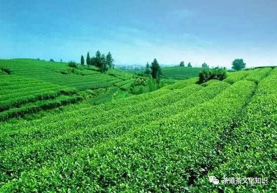 景宁惠明茶哪个品牌好,景宁惠明寺的茶