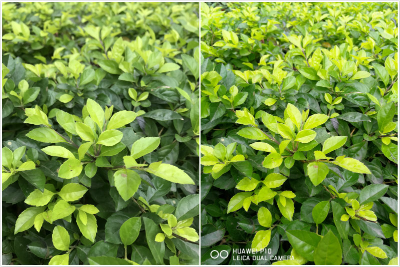 华为p10评测拆解,华为p10全面曝光