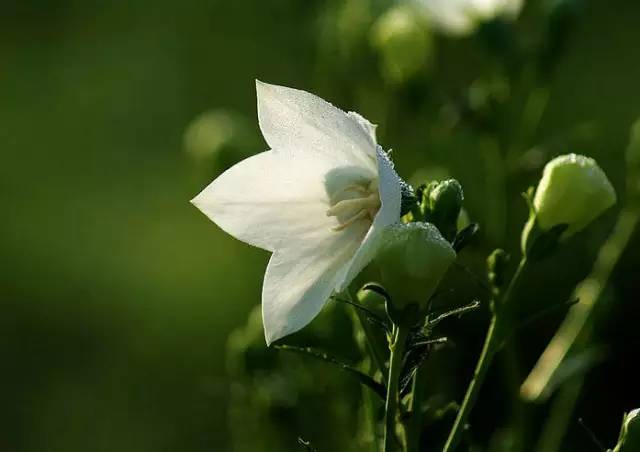 桔梗花：爱你永不悔
