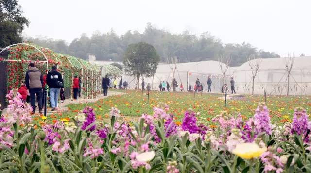 怡园花田官网,怡园花田特惠票