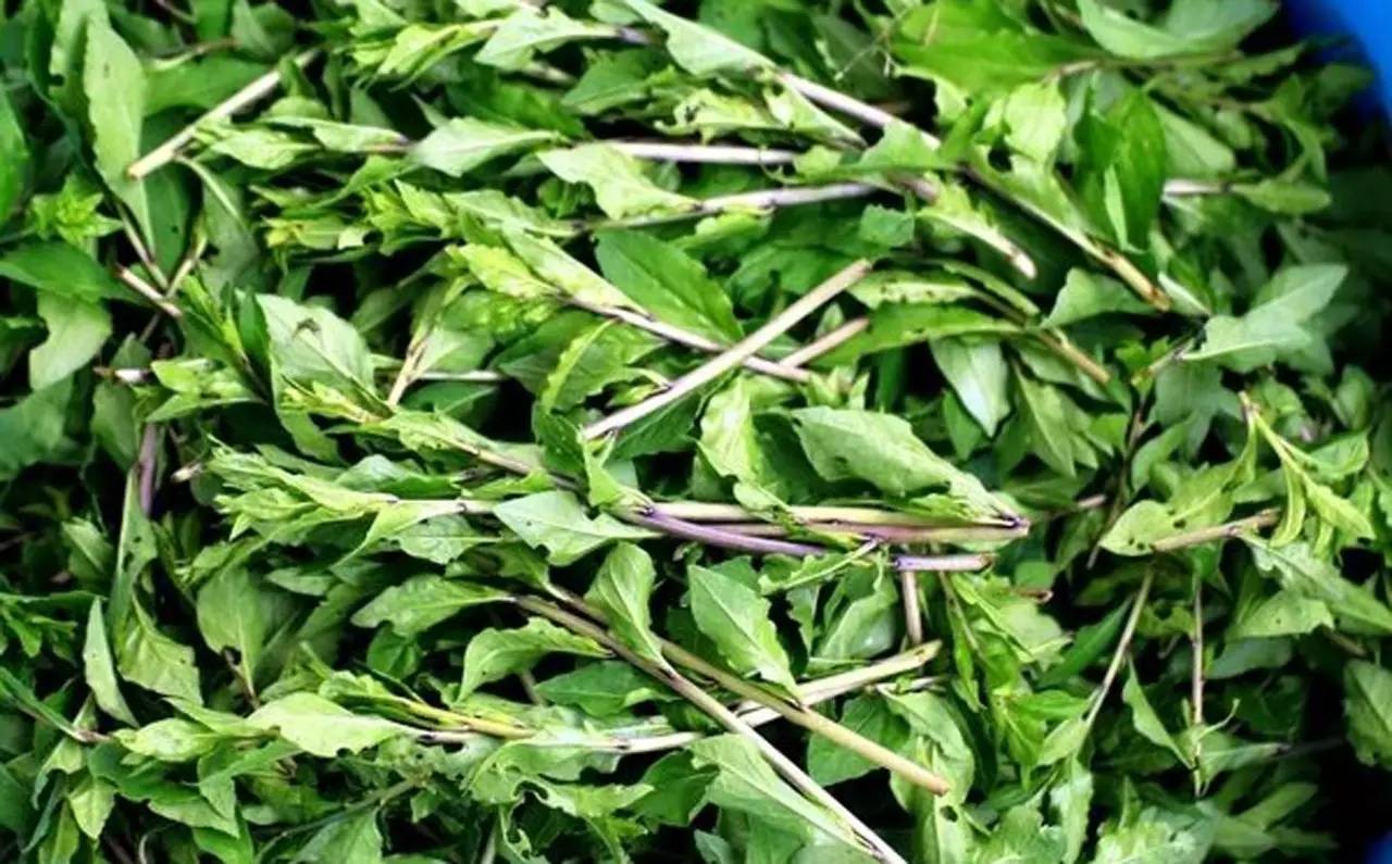 别错过五种常见野菜好吃又营养,春天有什么野菜有药用价值