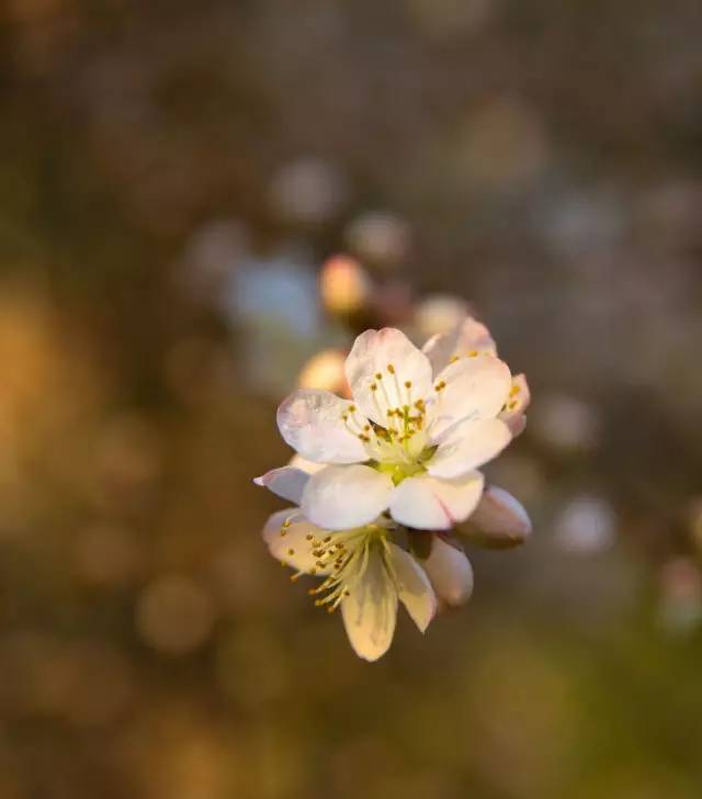 三生三世枕上书结局,三生三世小说原著结局