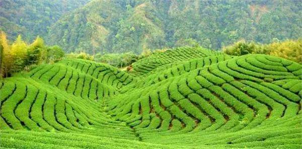 茶友台湾,茶友推荐陈皮茶叶