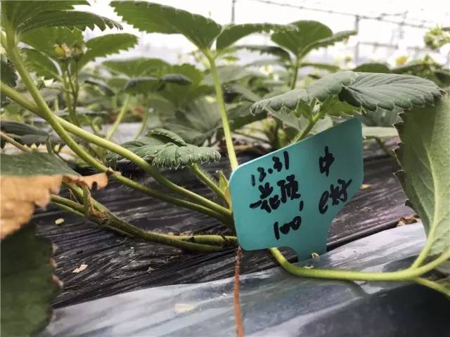 余杭最好吃的草莓,全国精品草莓金奖